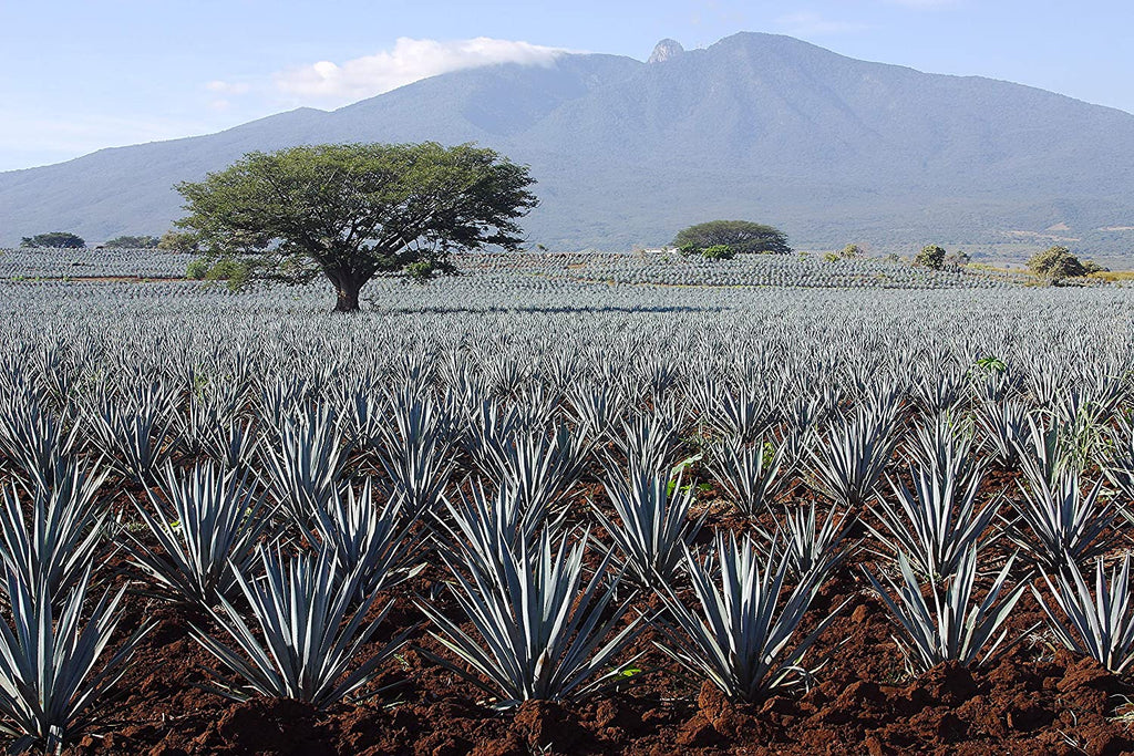 Madhava Bio Fair Trade Blaue Agave