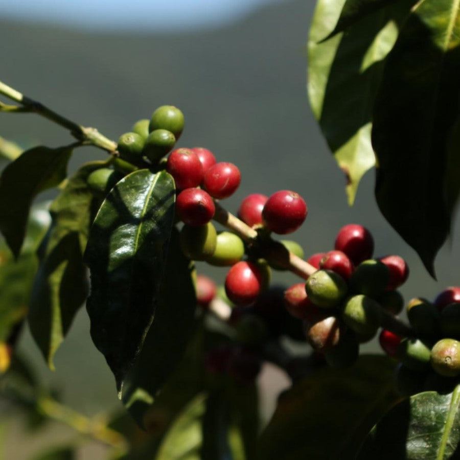 Equal Exchange Bio-Kaffee Französisch gebratener Boden 283 g