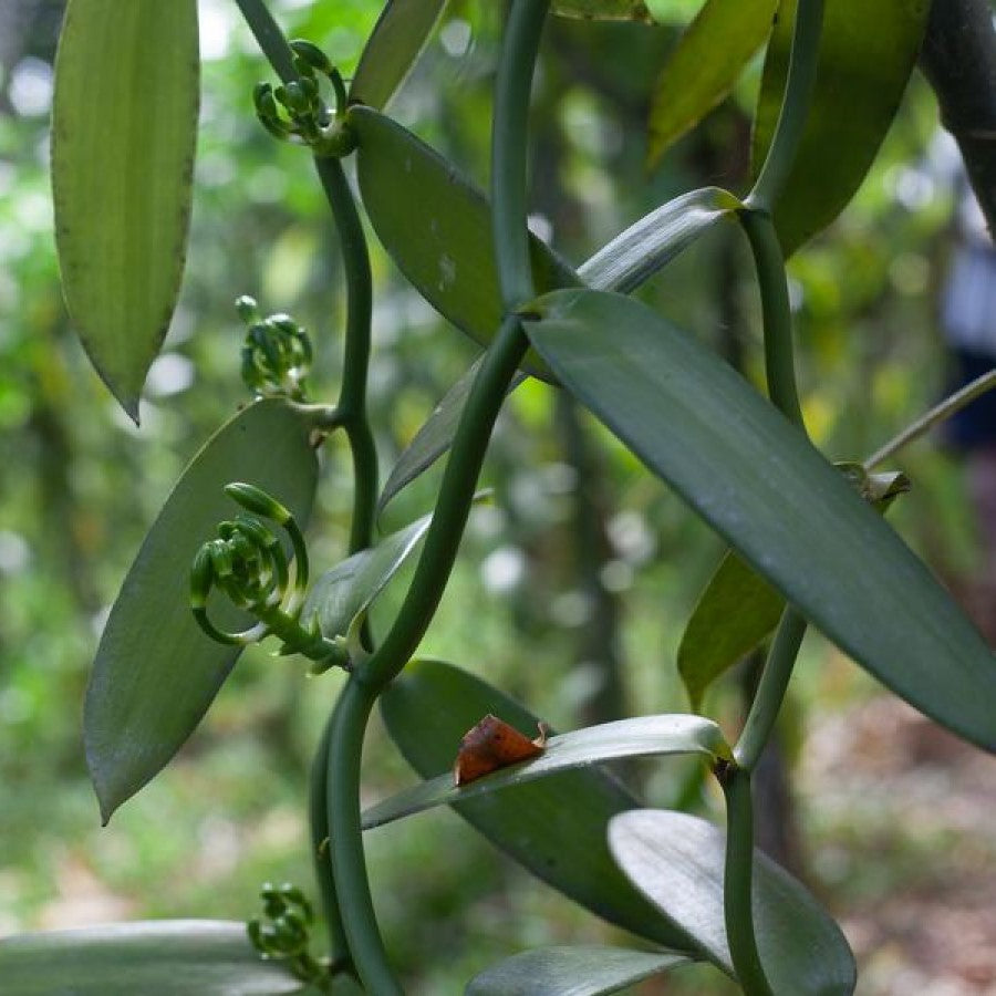 Lafaza Bio-rein Madagaskar Vanille Extrakt