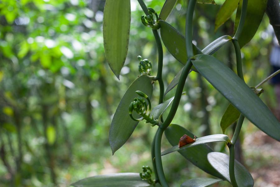 Lafaza Organic Madagaskar Bourbon Vanilla Beans