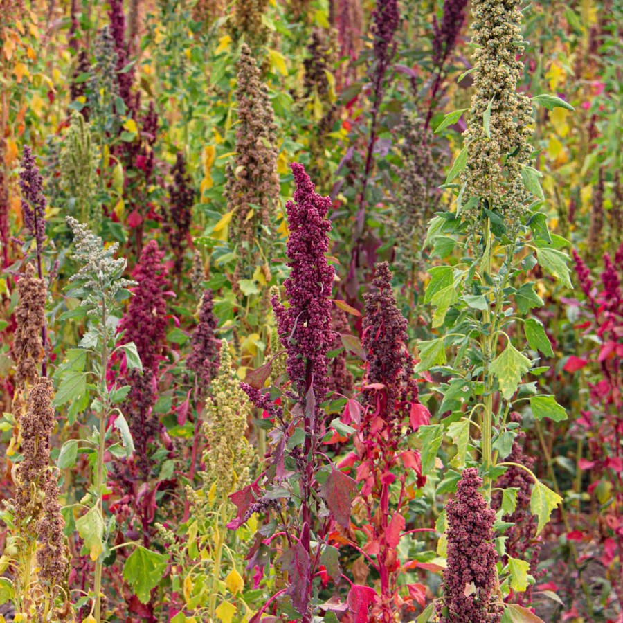 Lundberg Family Farms Organic Tri-Color Blend Quinoa 454 g