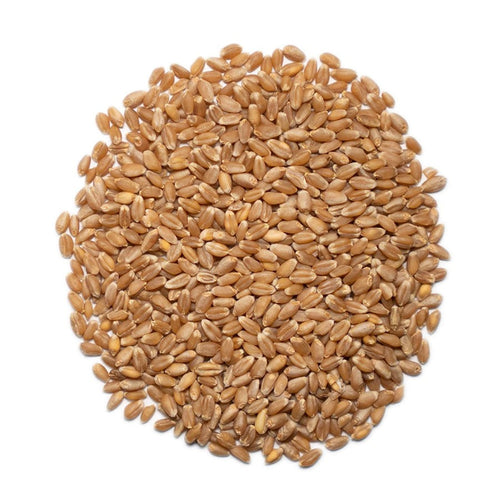 1000 Springs Mill Organic Hard Rot Spring Weizen Beeren 454 g